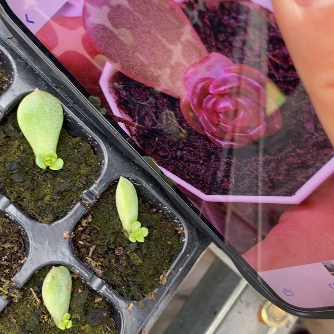 【闪购商品】红色恋人叶片带芽一个