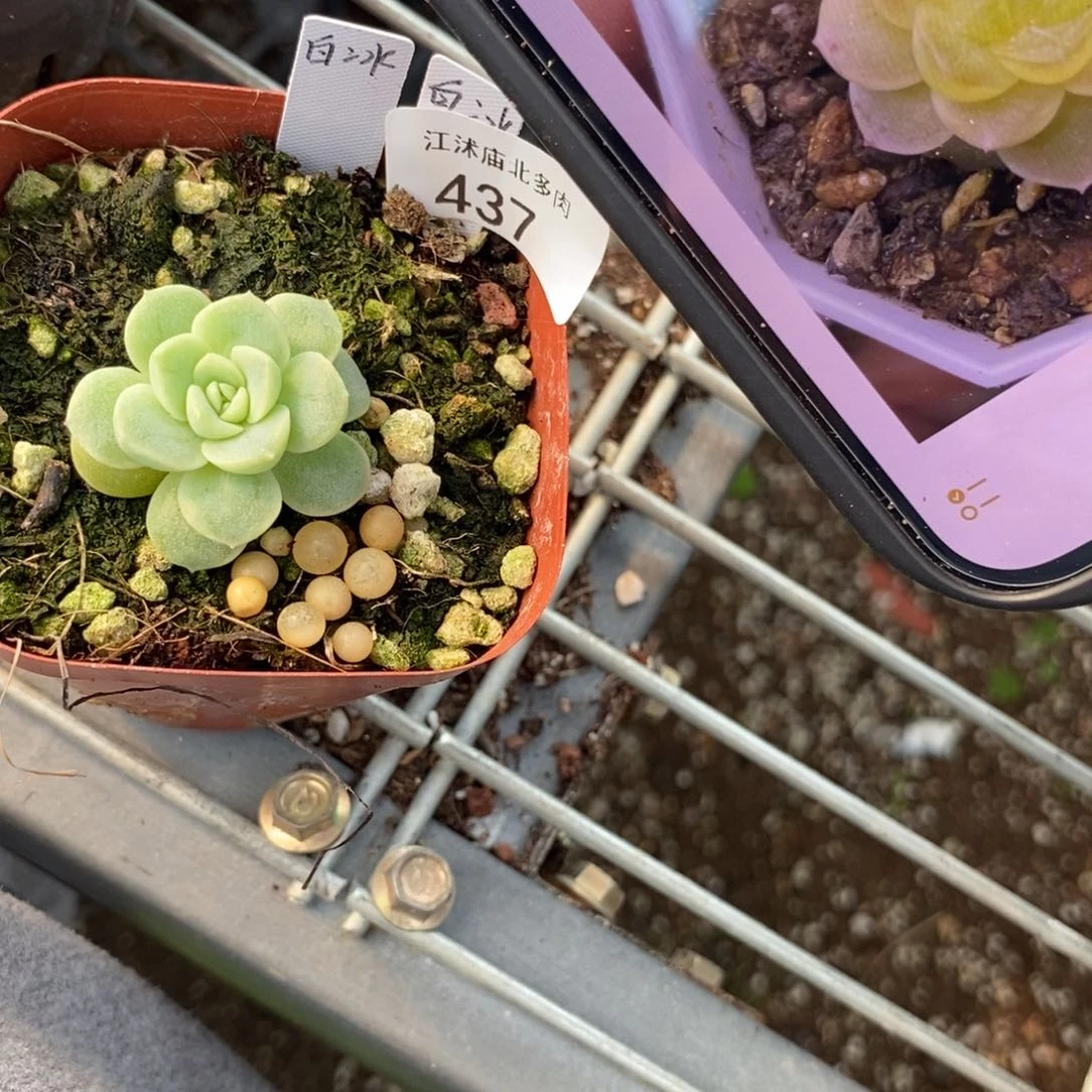 标签437白冰一个多肉