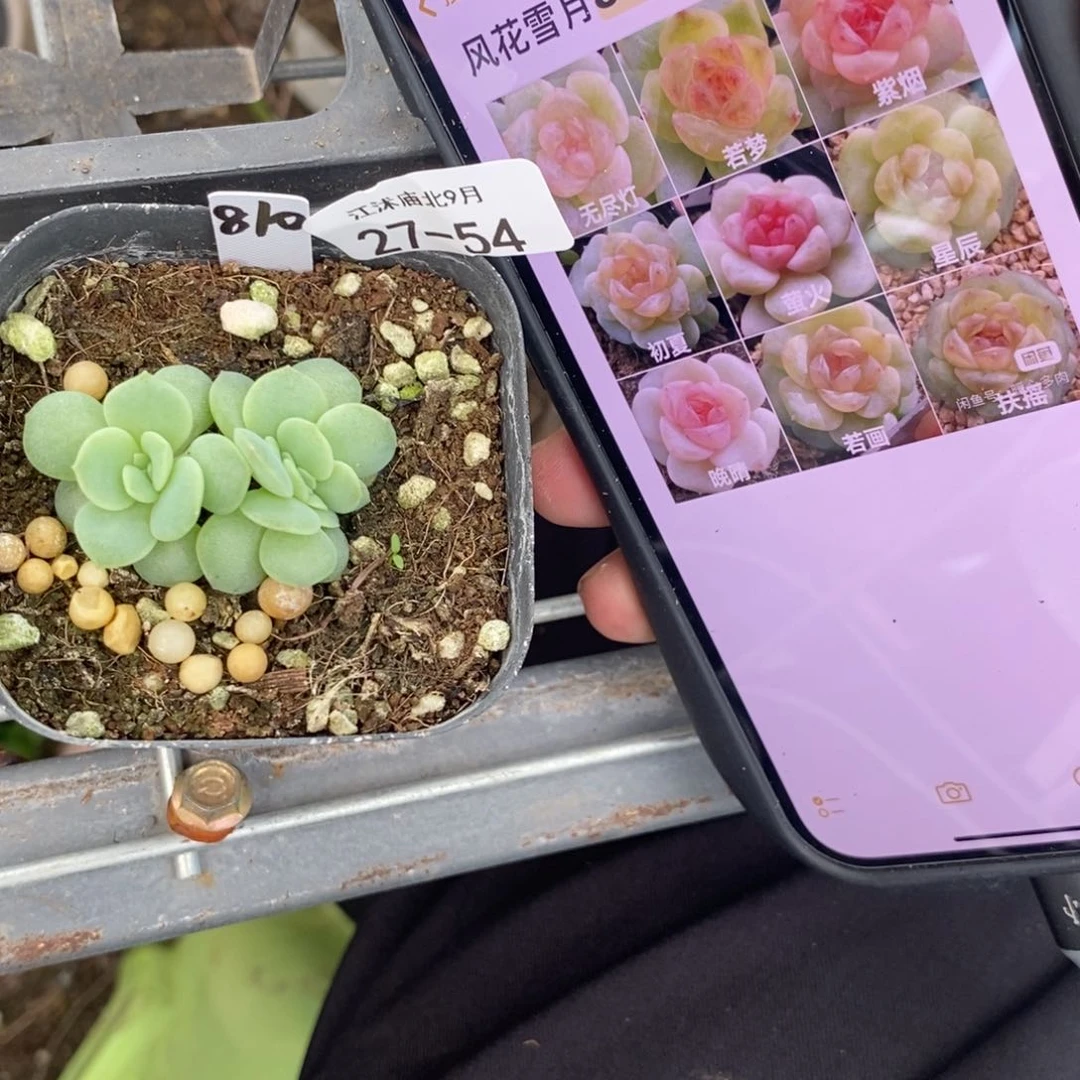 【闪购商品】27-54风花雪月810紫烟一个多肉