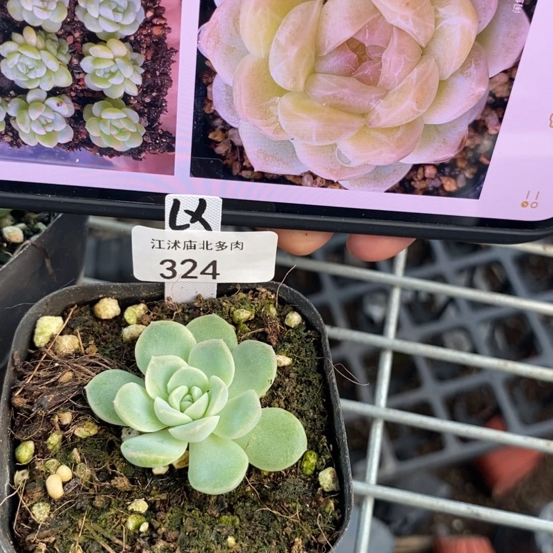 标签324蜡像一个多肉