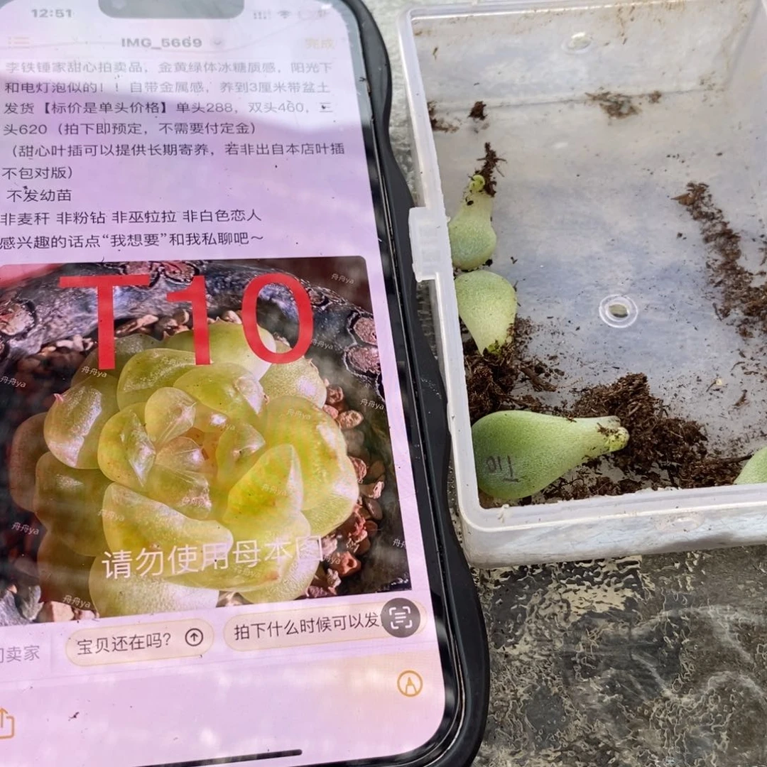 【闪购商品】T10叶片带芽一个