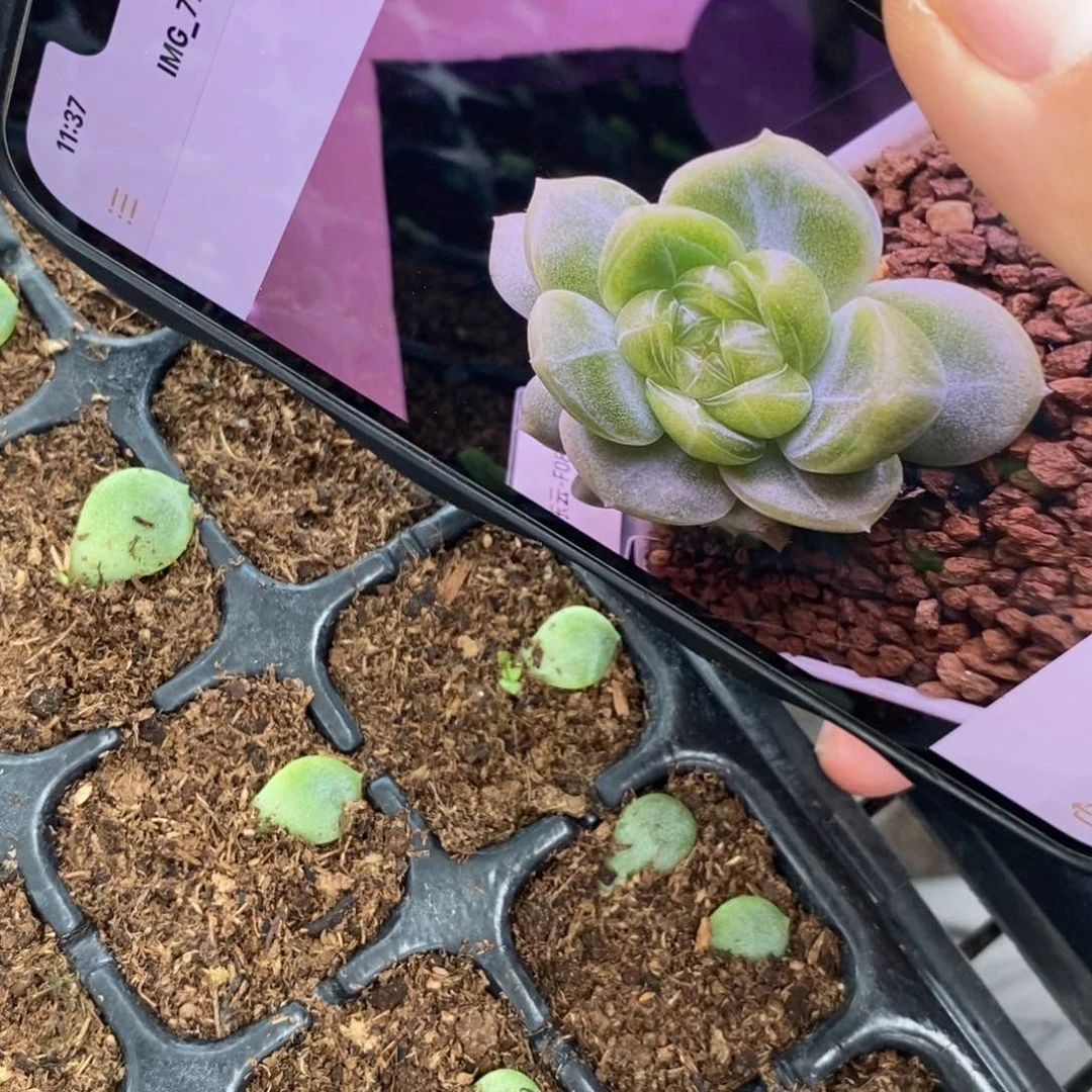 【闪购商品】青吟叶片带芽一个