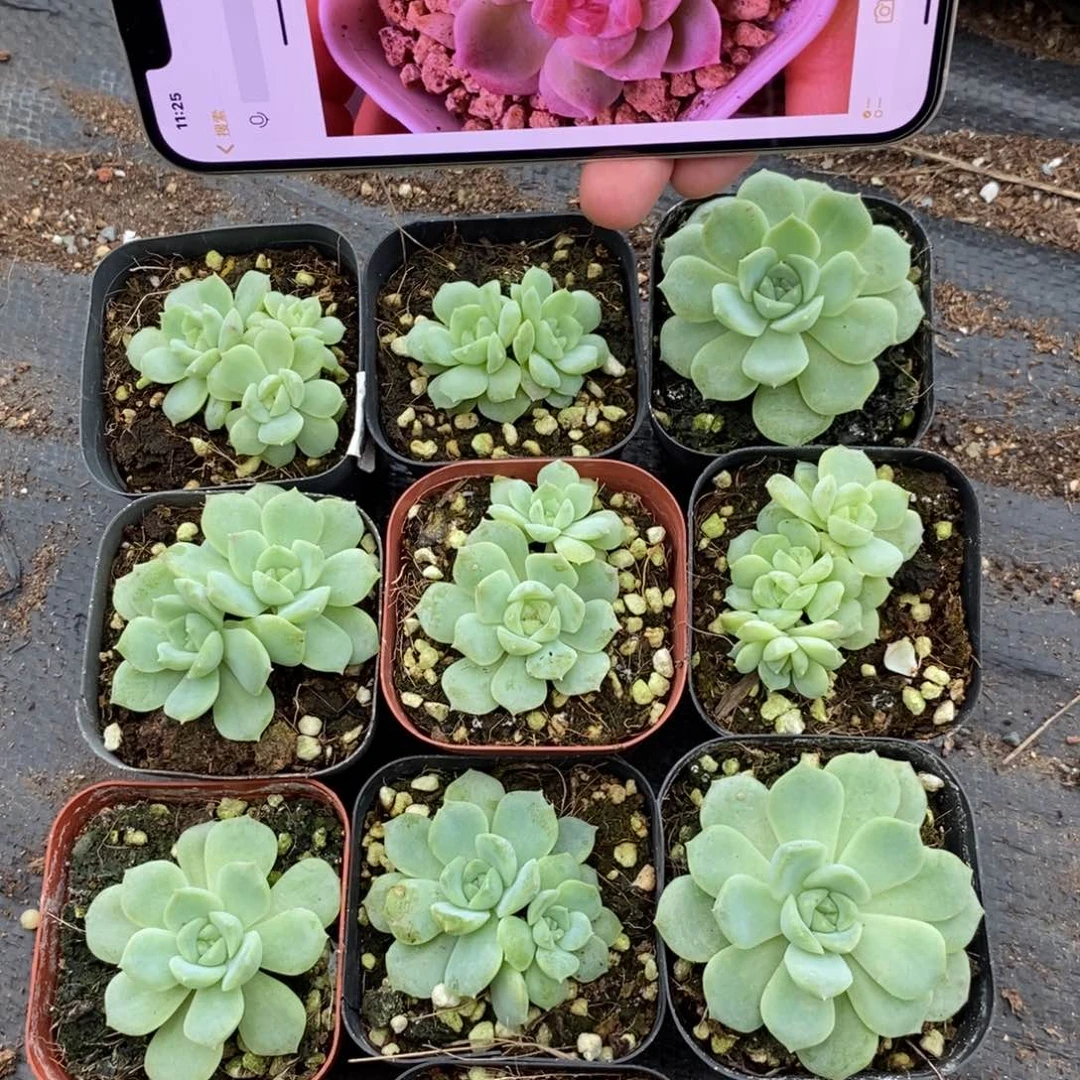 【闪购商品】上盆梦幻泡影一个