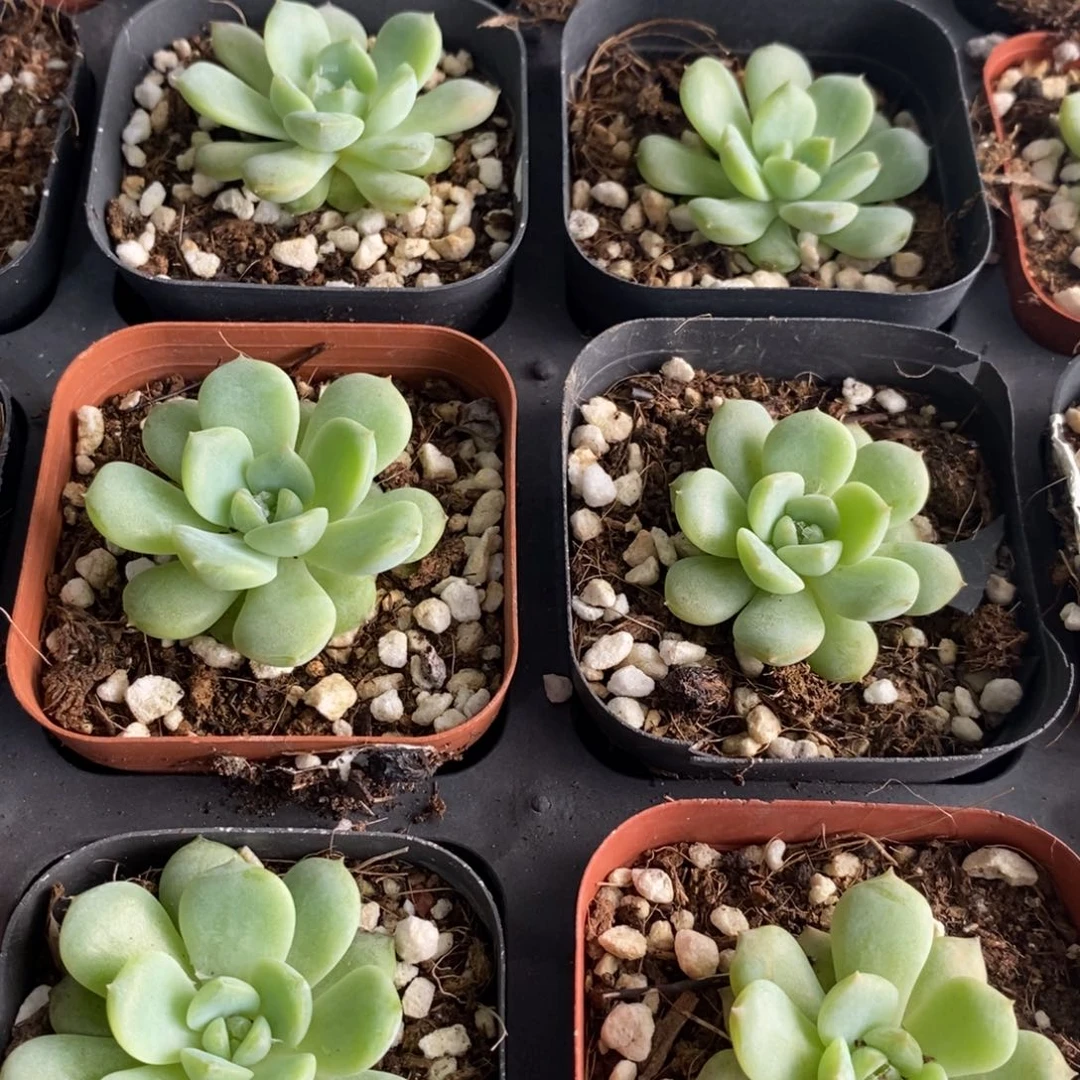 【闪购商品】冰糖水晶一个