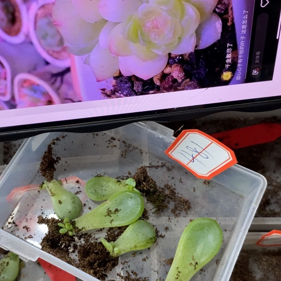 【闪购商品】甜心481叶片带芽一个