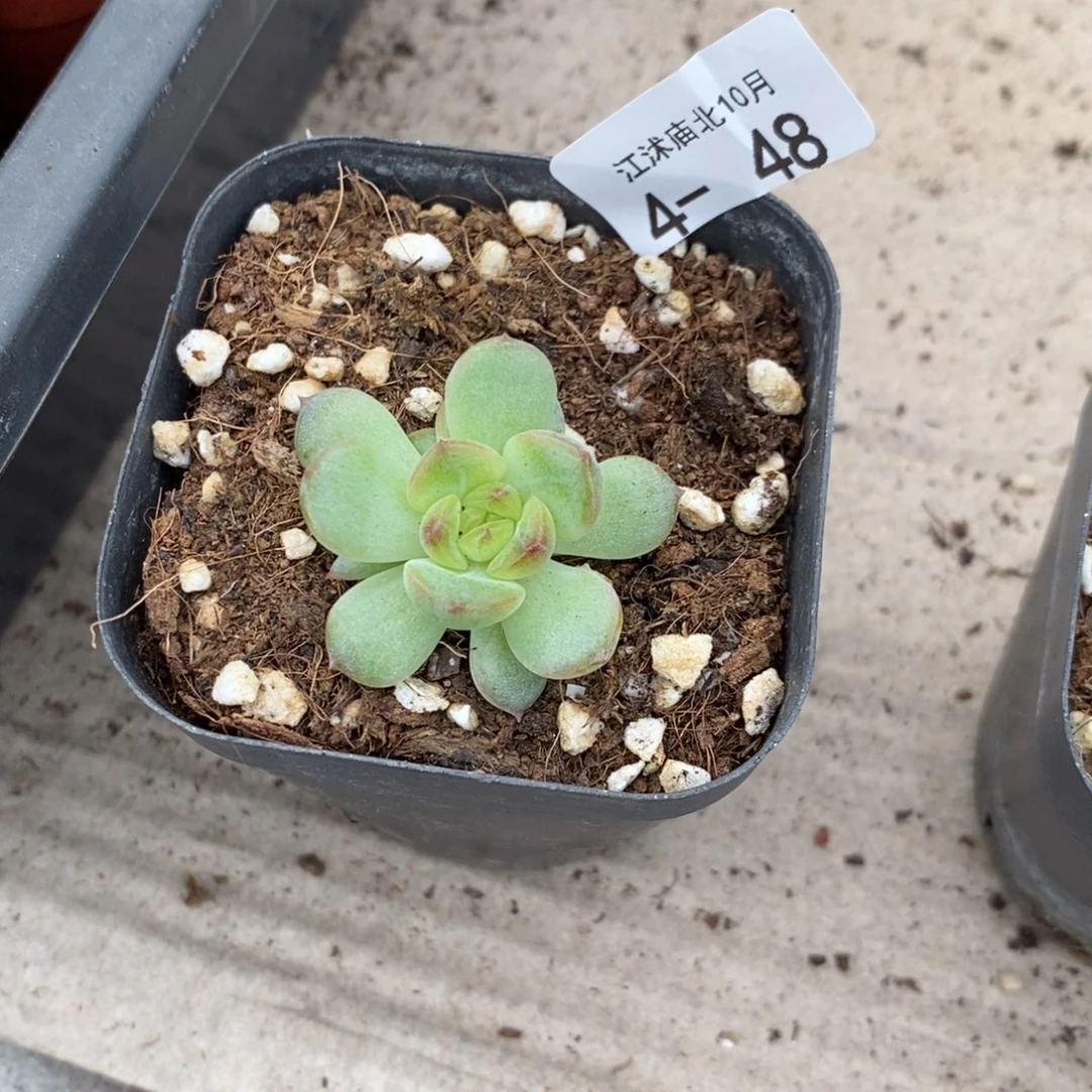 【闪购商品】4-48琴心一个多肉