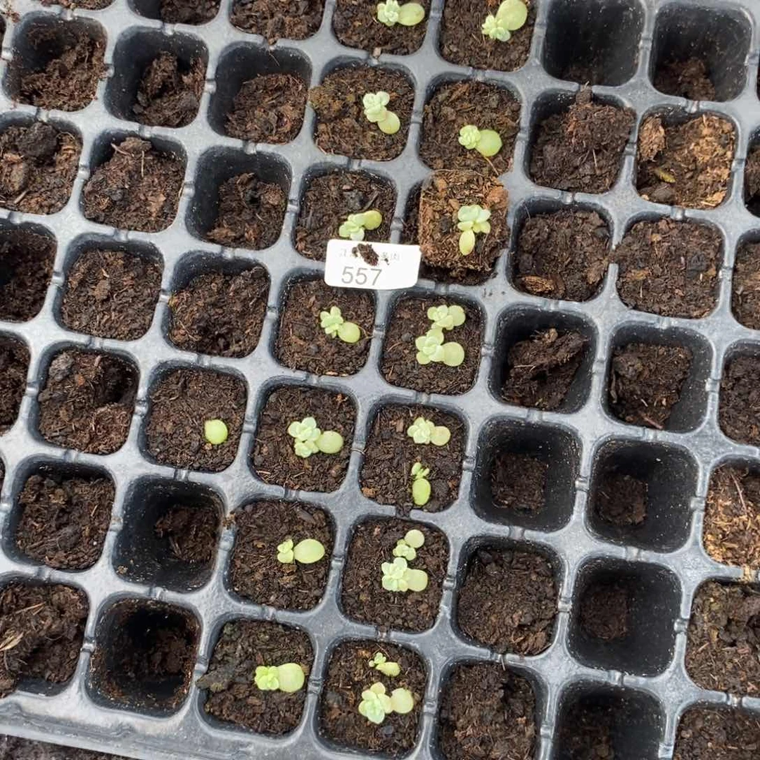 标签557甜心224打包