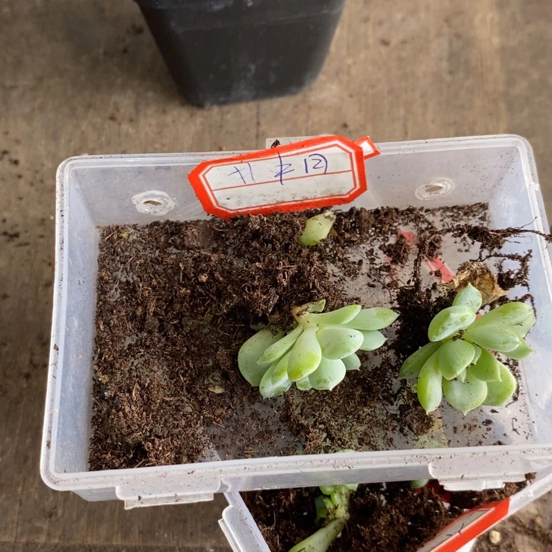 【闪购商品】井中月苗一个