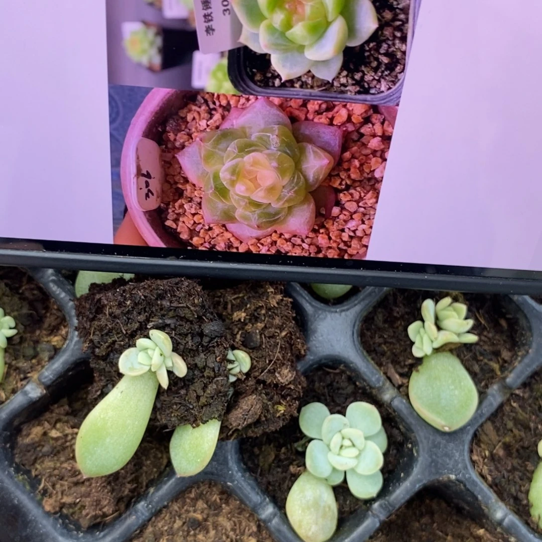 甜心306叶片带芽一个多肉