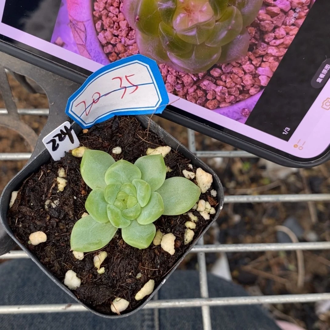 【闪购商品】20-35甜心224一个多肉