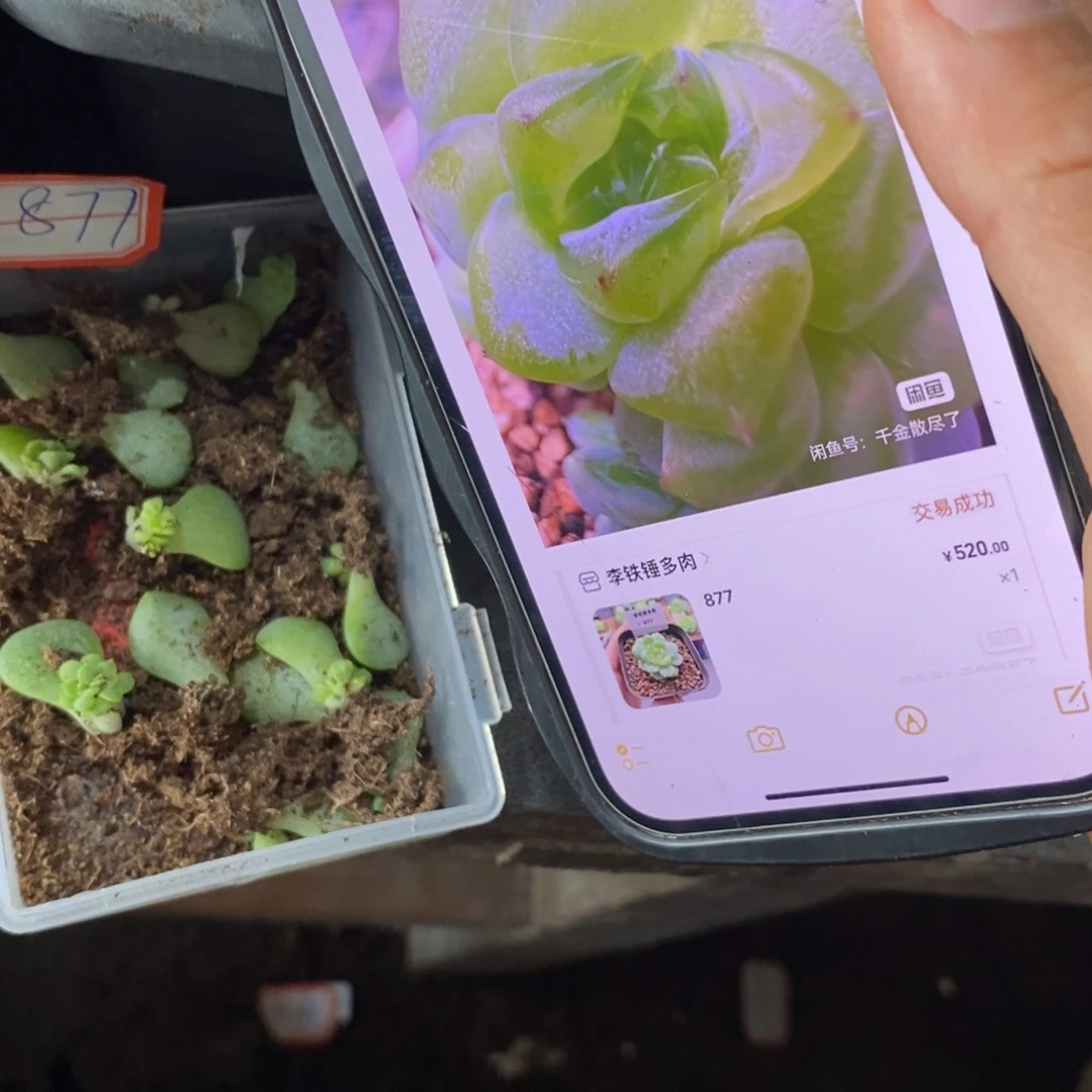 【闪购商品】甜心877叶片带芽一个