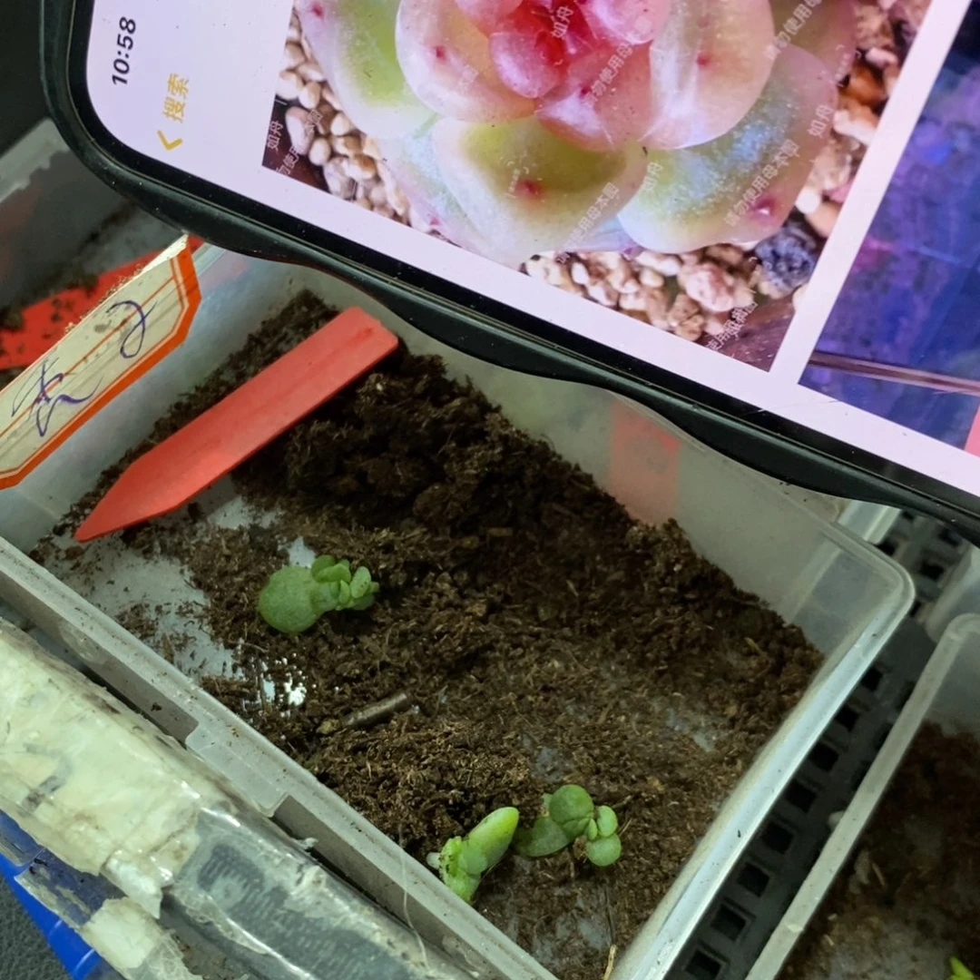 【闪购商品】秃子甜心叶片带芽一个