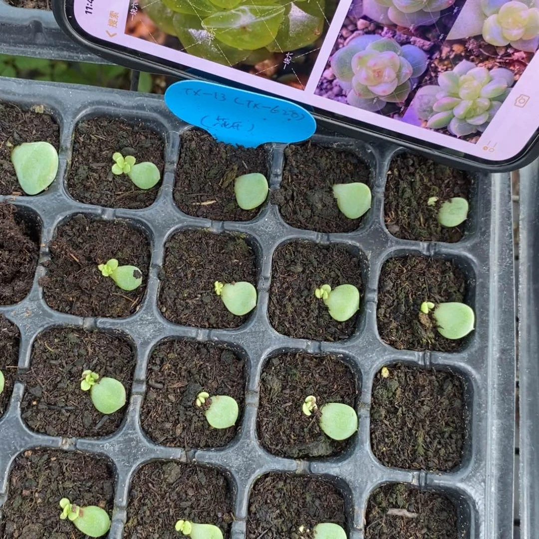 【闪购商品】甜心628叶片带芽一个多肉