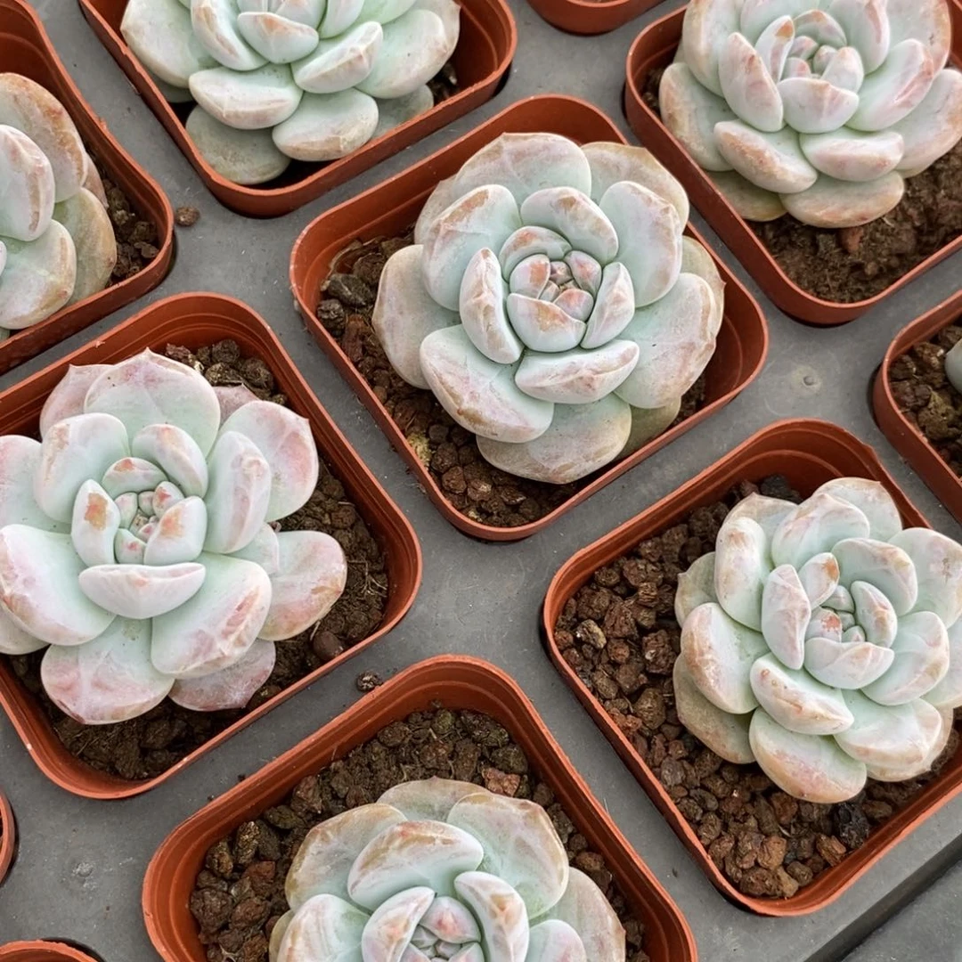 【闪购商品】上盆星影一个