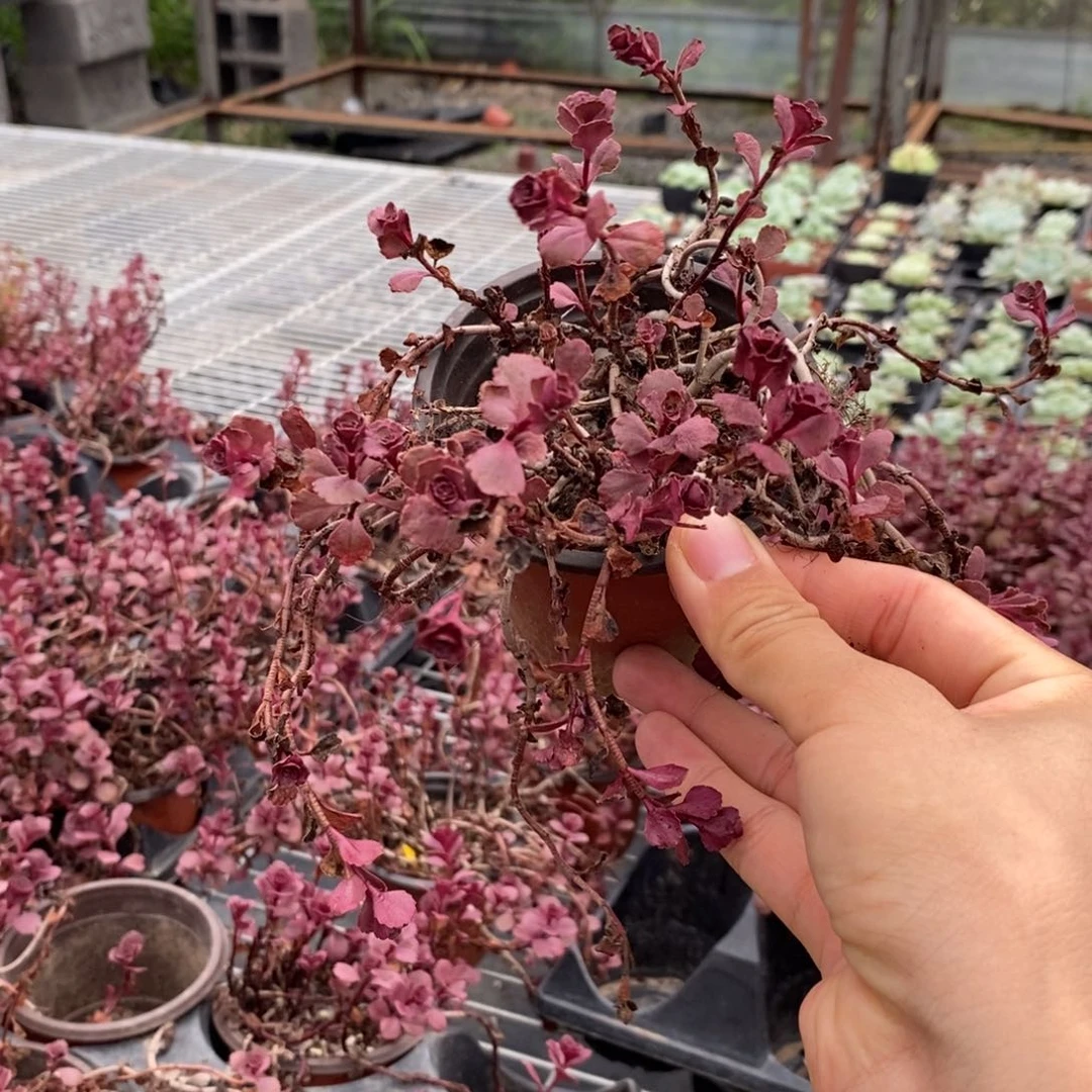 【闪购商品】小球玫瑰一个