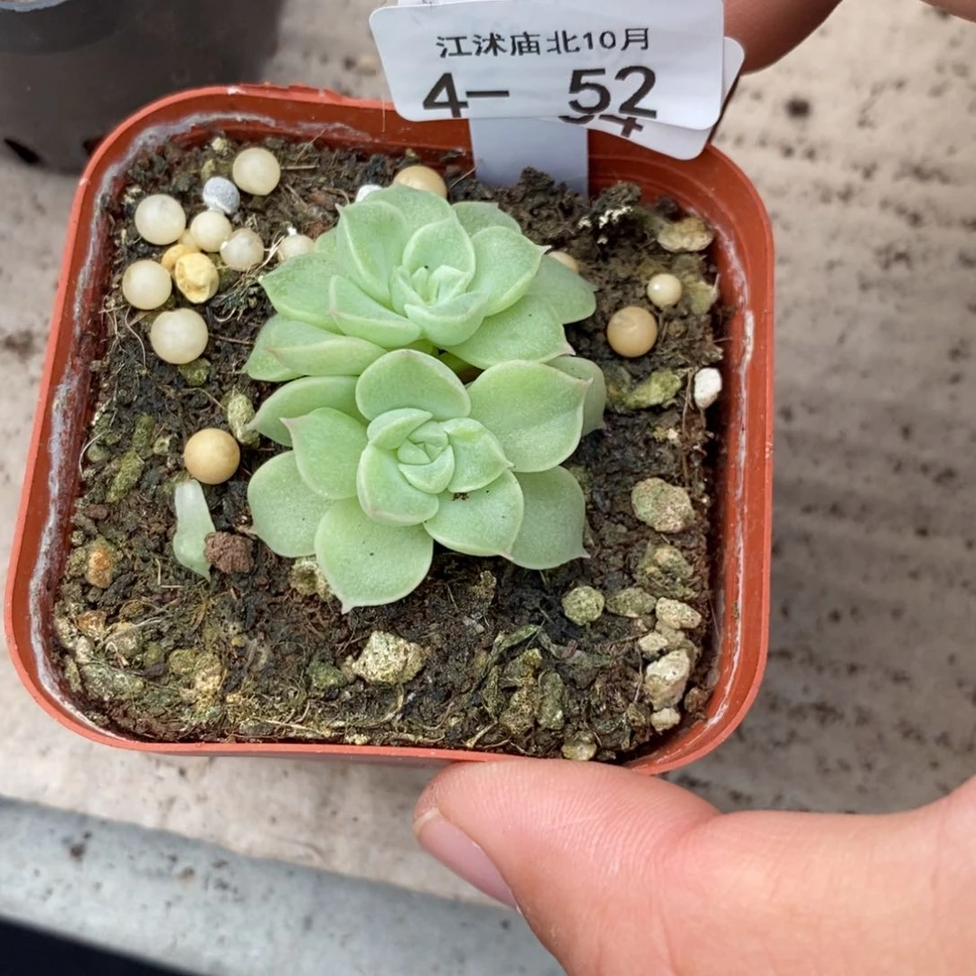 【闪购商品】4-52赞美诗一个多肉