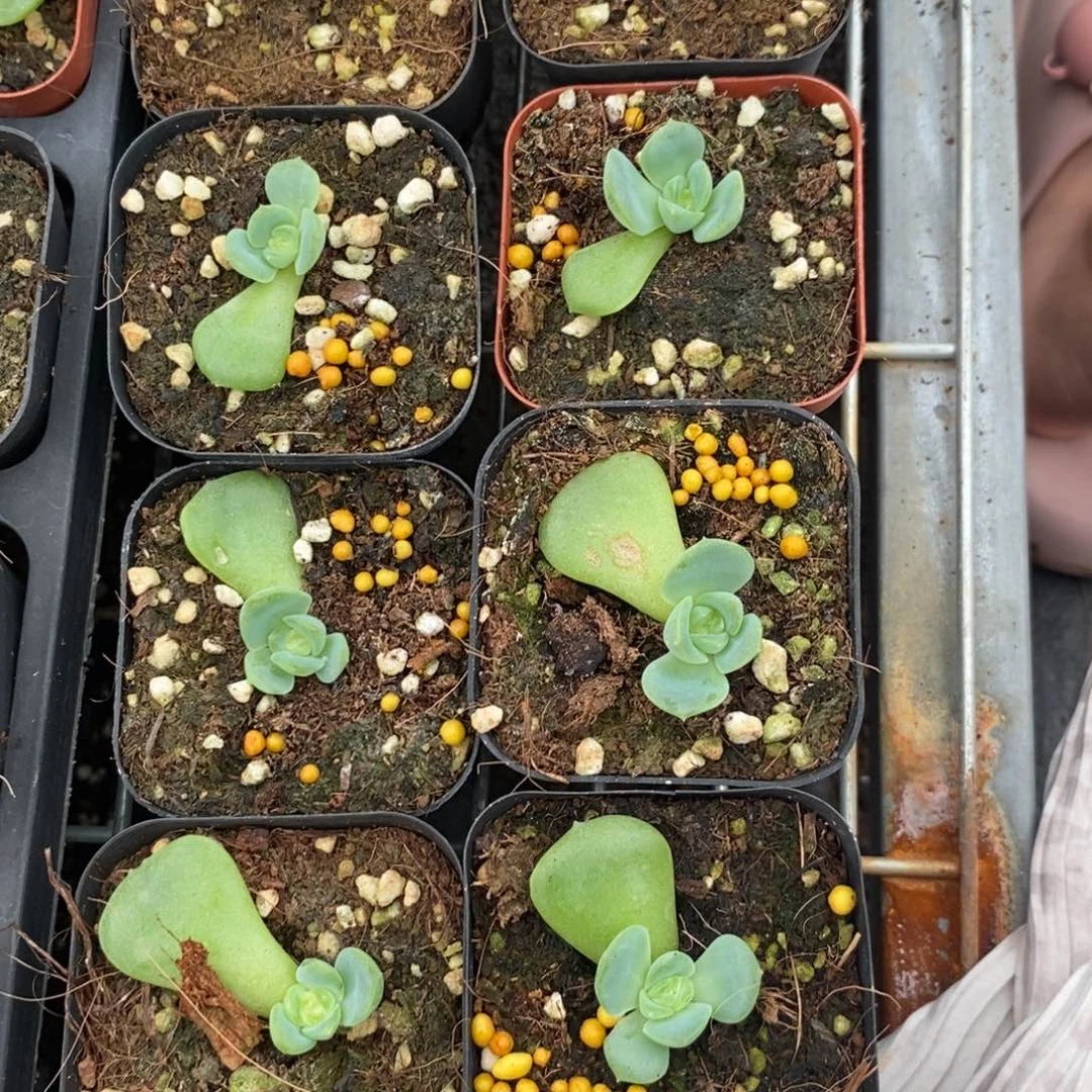 【闪购商品】306良辰一个量拍