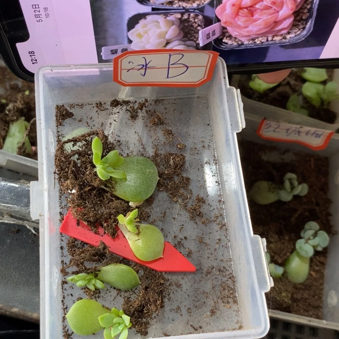 【闪购商品】冰魄b叶片带芽一个