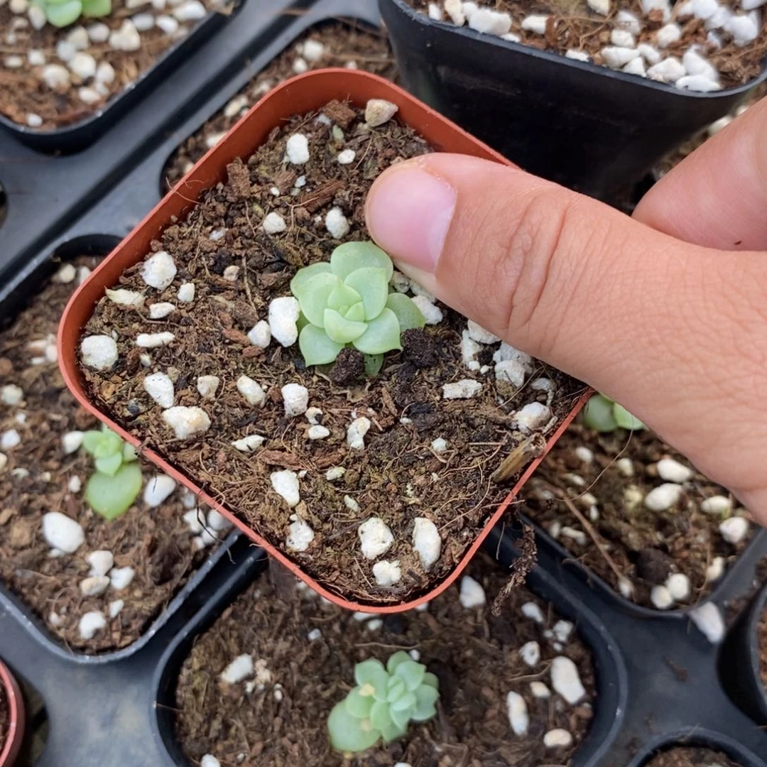 【闪购商品】玉玲珑一个多肉量拍
