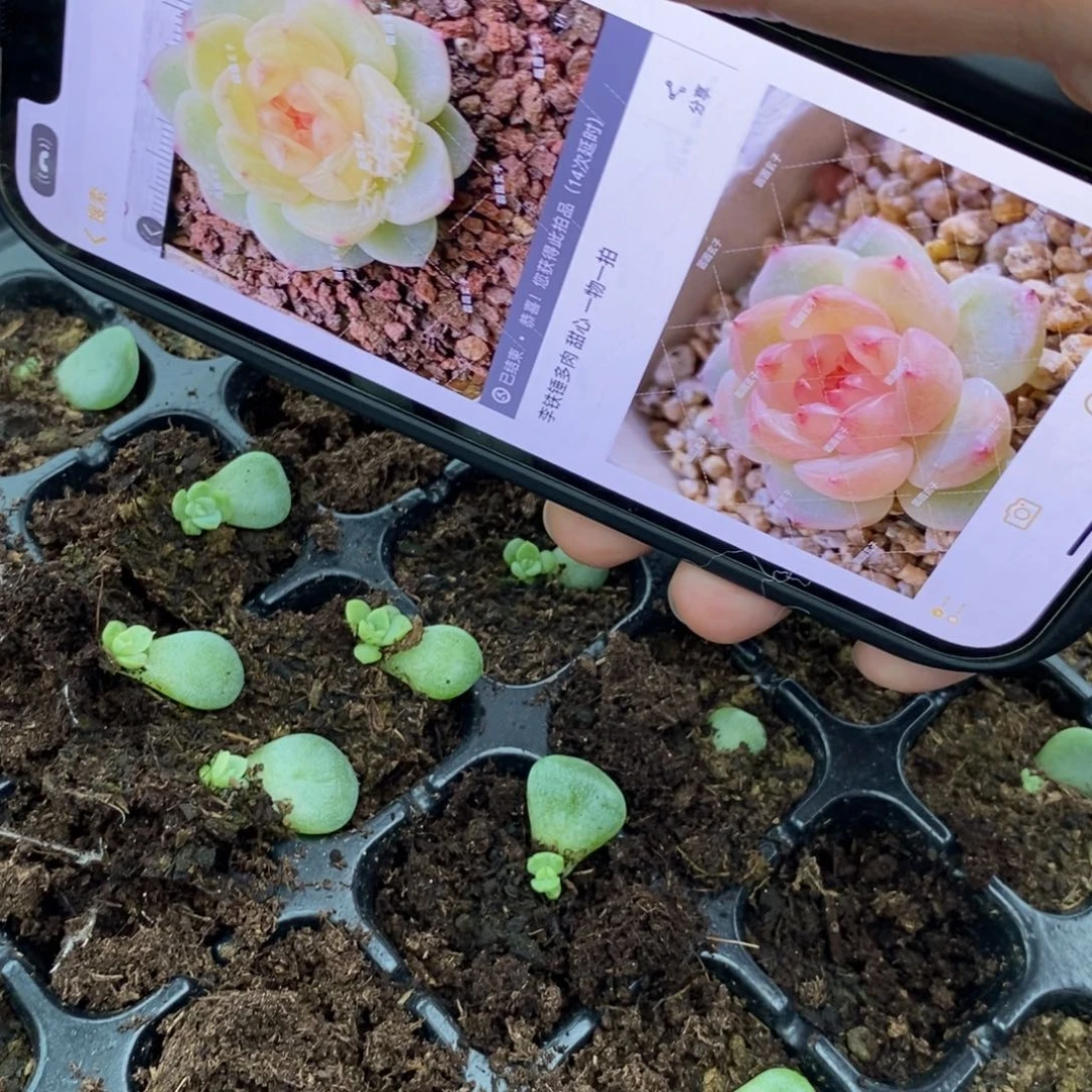 【闪购商品】圆圆玄子拍1叶片带芽一个