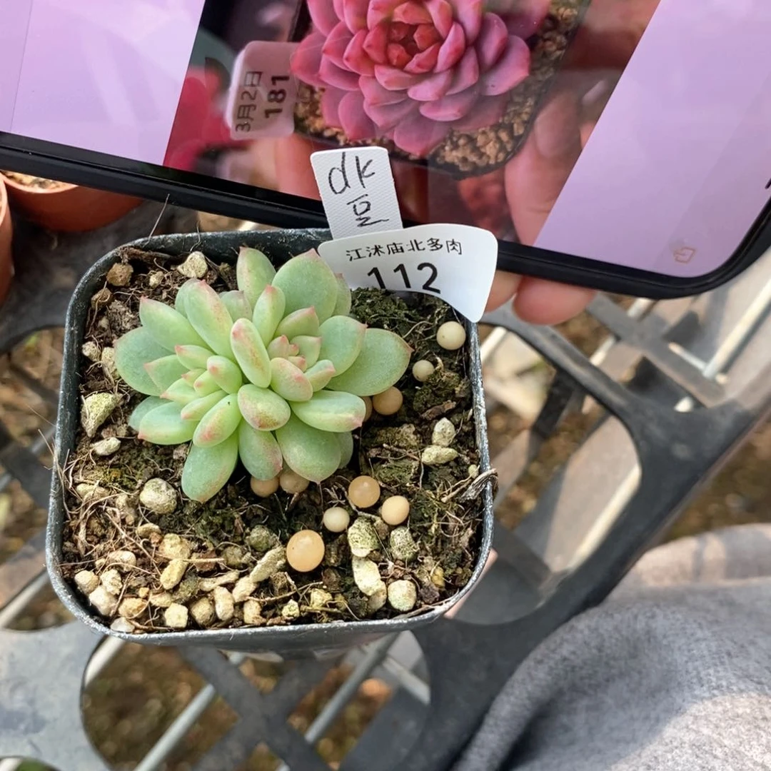 【闪购商品】标签112豆蔻一个多肉