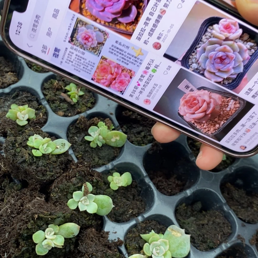 【闪购商品】夜莺叶片带芽一个多肉