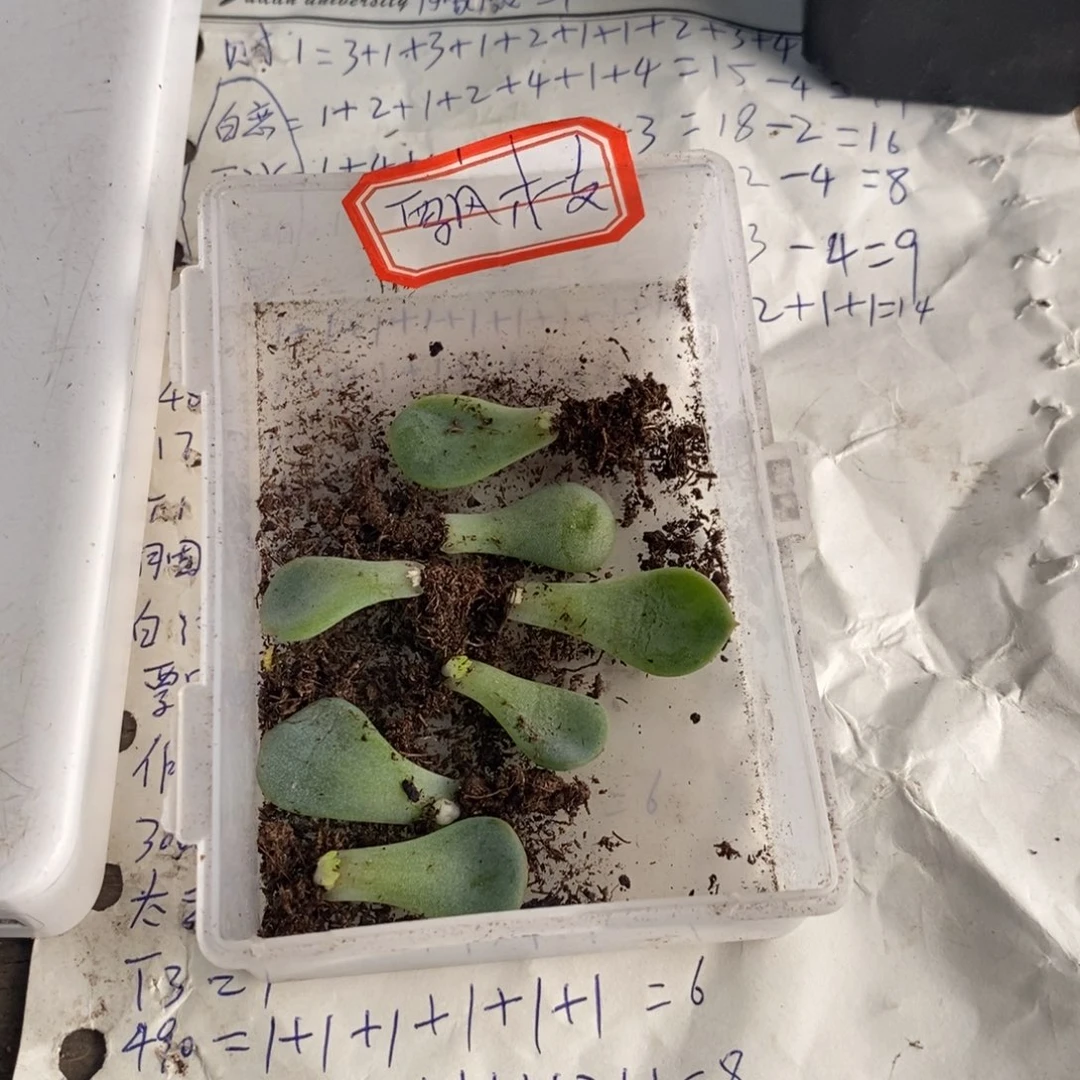 【闪购商品】飘枝甜心叶片带芽一个
