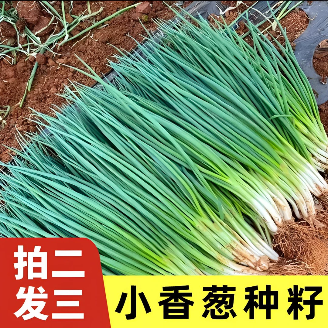 四季小香葱种子易种小香葱阳台室内盆栽家庭菜种子