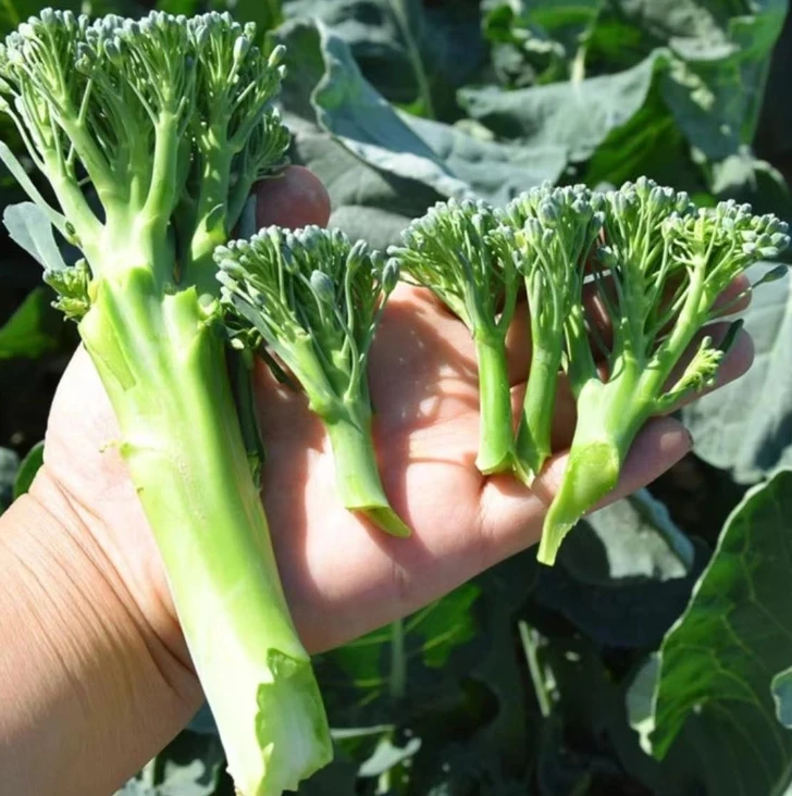 【西兰苔种子】西洋芥兰种籽芥蓝菜苔四季阳台盆栽西兰蓝花蔬菜孑