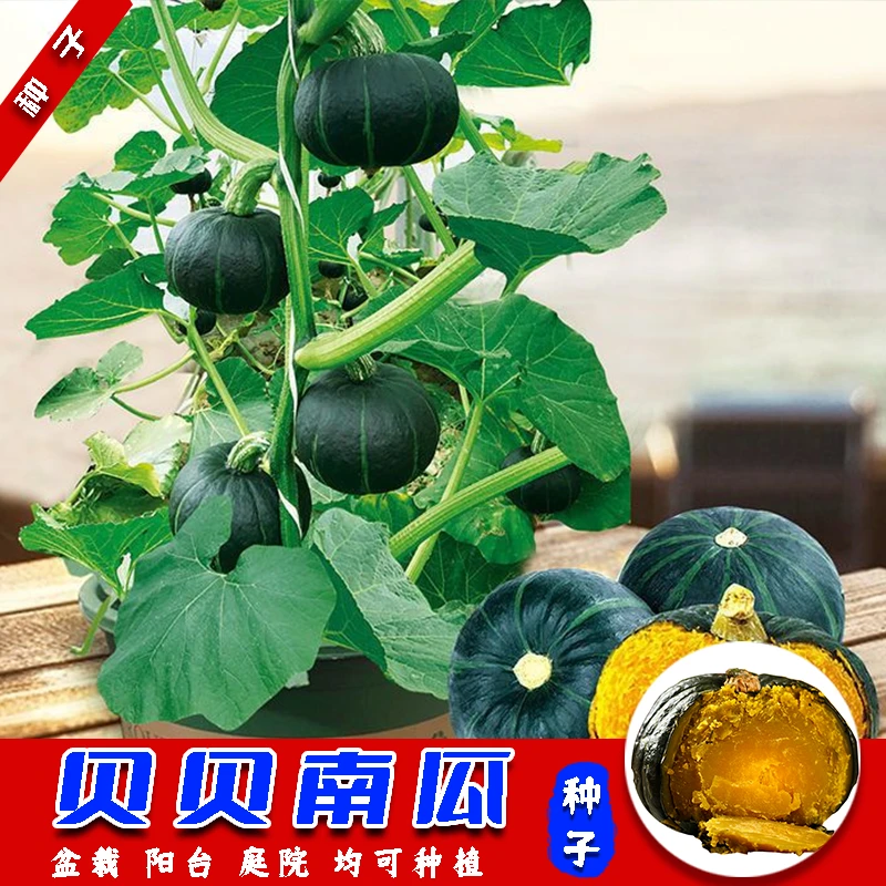 【家庭园艺适用】贝贝南瓜种子高产香甜板栗南瓜四季盆栽阳台庭院