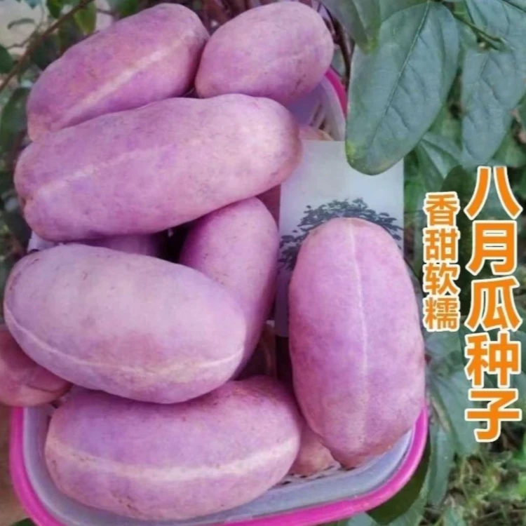 八月瓜种子特色紫果八月瓜树庭院爬藤植物食用水果八月炸种籽