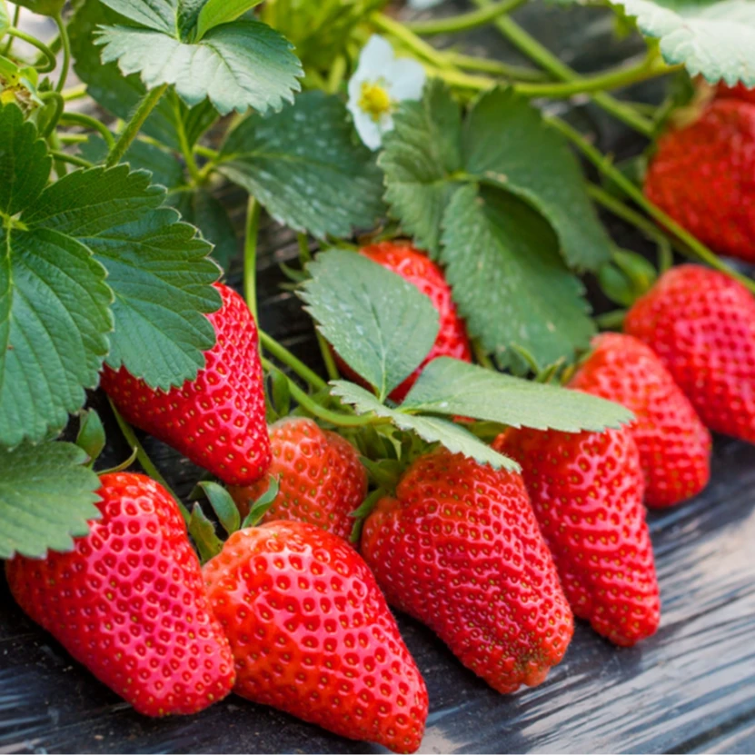 草莓种子家庭阳台盆栽四季易活奶油红草莓种籽子大草莓种籽白草莓