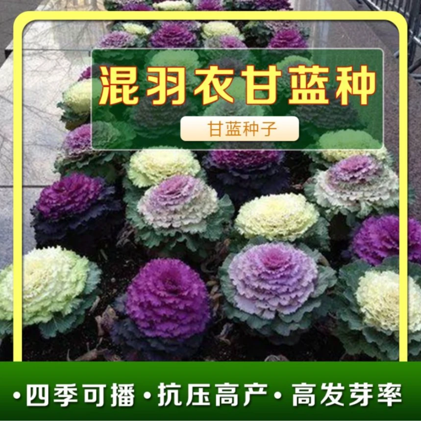 【羽衣甘蓝种籽】多年耐寒食用观赏紫色蔬菜苗阳台四季盆栽