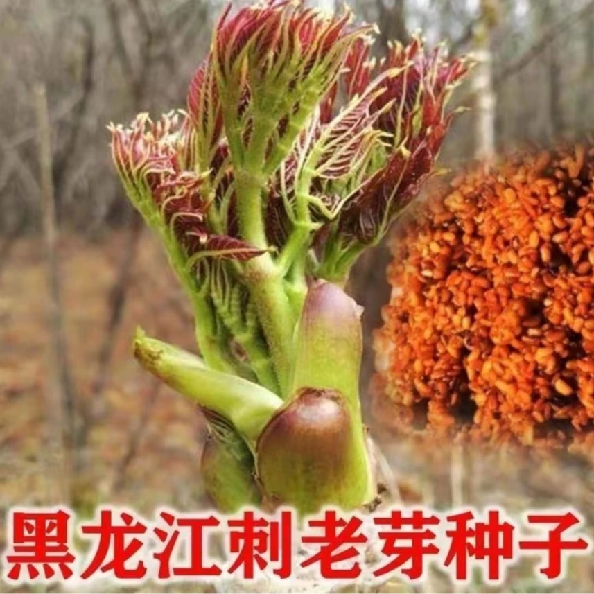 刺龙芽菜种子刺龙芽苞种子四季播种阳台盆栽小院种植简单高产
