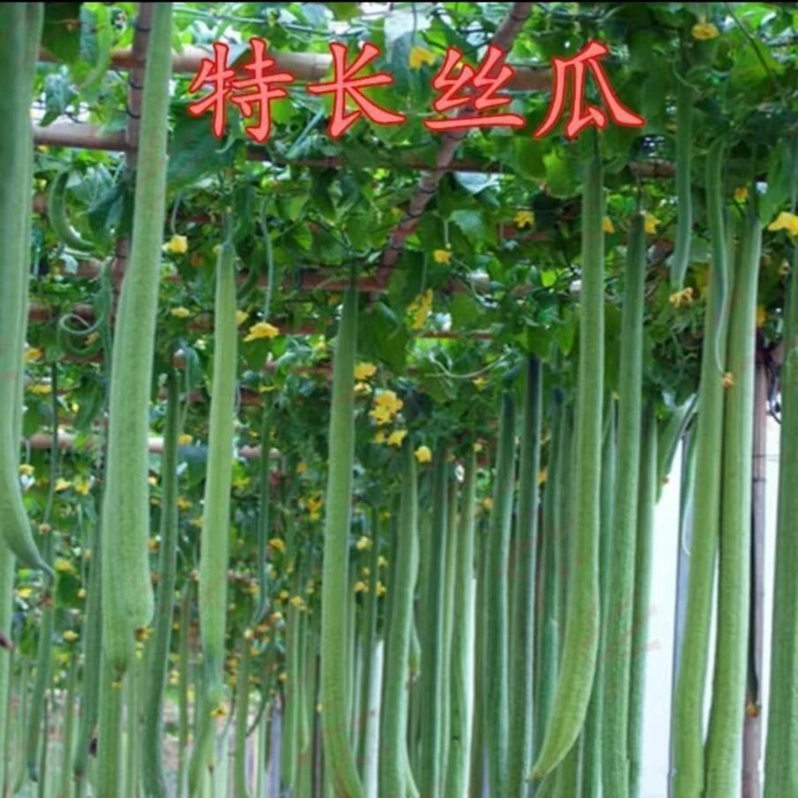 特长丝瓜种子高产早熟蛇形丝瓜种子小院蔬菜可盆栽丝瓜肉丝瓜种籽