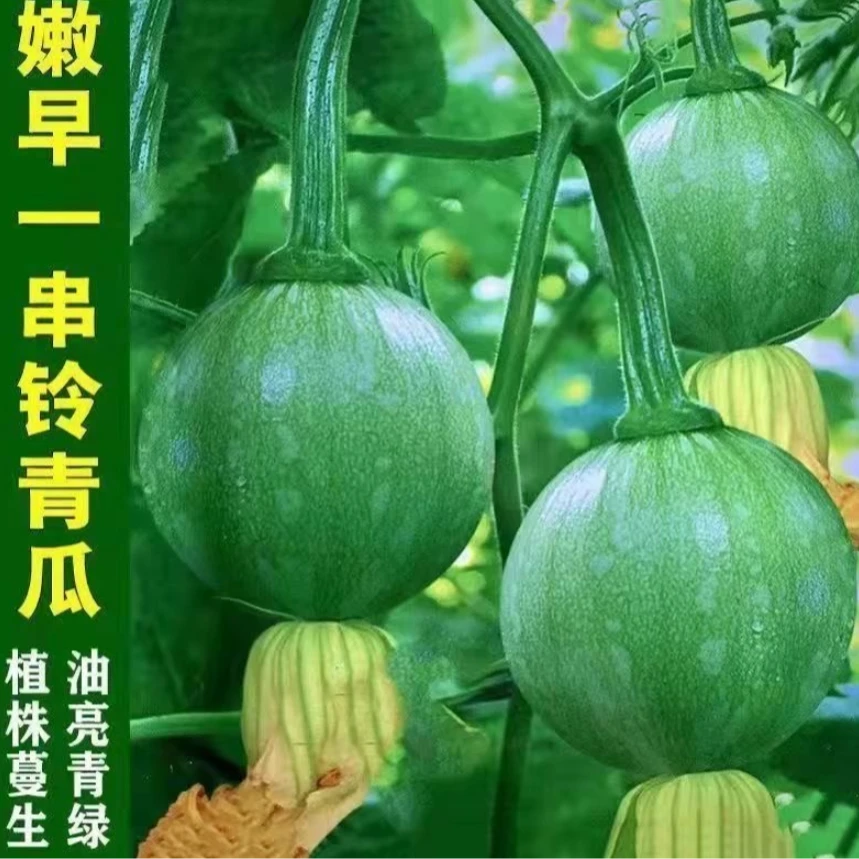早熟嫩南瓜种子种一串铃小南瓜种籽阳台盆栽蔬菜种孑