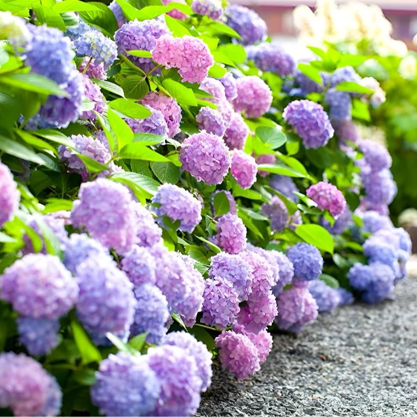 混色梦幻绣球花种子糖果花种庭院阳台盆栽四季开花室外花种孑