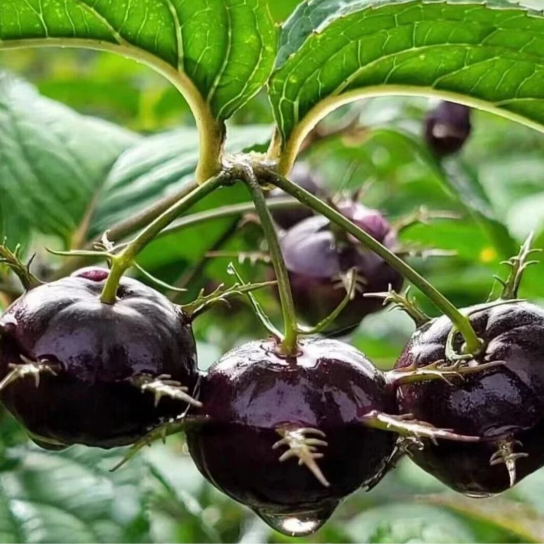 红果参育苗种籽早熟晚熟大果当年种当年结果蜘蛛果水果树种子