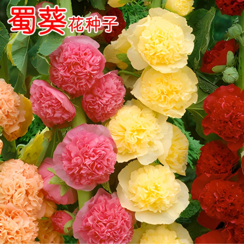 蜀葵花种子混色一丈红重瓣蜀葵种子室外庭院多年生四季易活花籽