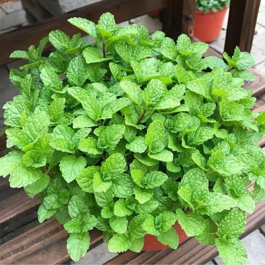 【食用薄荷种子】四季可播香柠檬薄荷多年生阳台盆栽驱蚊种子播种