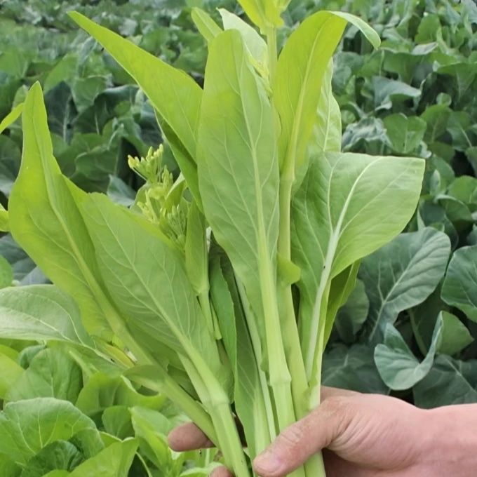 【白菜苔种子】种籽菜种苔菜四季菜心菜苔蔬菜孑菜芯莱菜籽心籽种