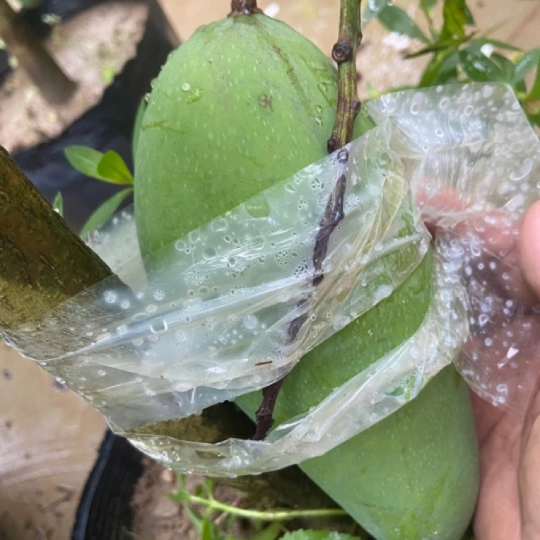 金煌芒大芒果适合盆栽地栽庭院适合南方地区种植