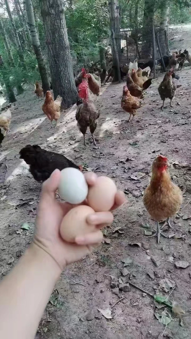 农村吃苞米虫子长大的鸡，下的蛋，农村笨养