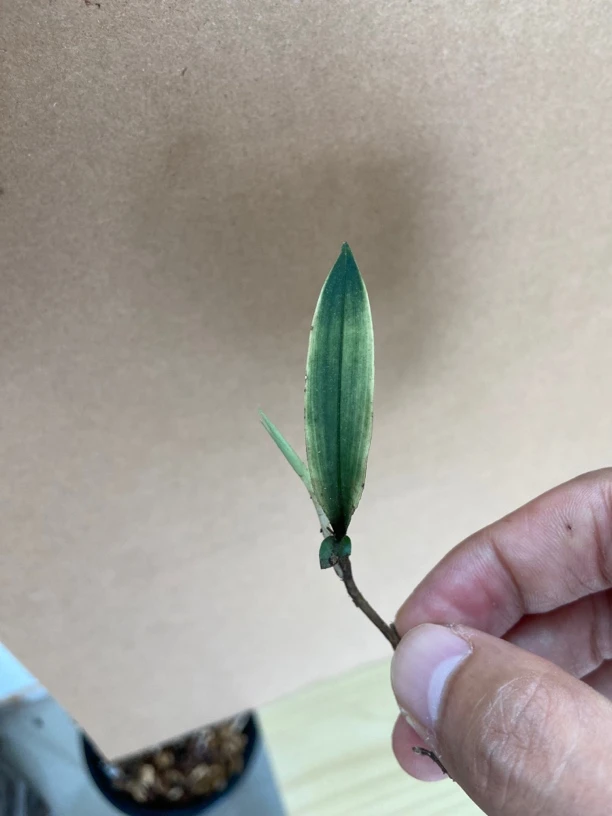 兔耳兰，一物一拍，以实物为准
