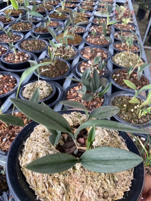 兔耳兰，一物一拍，以实物为准