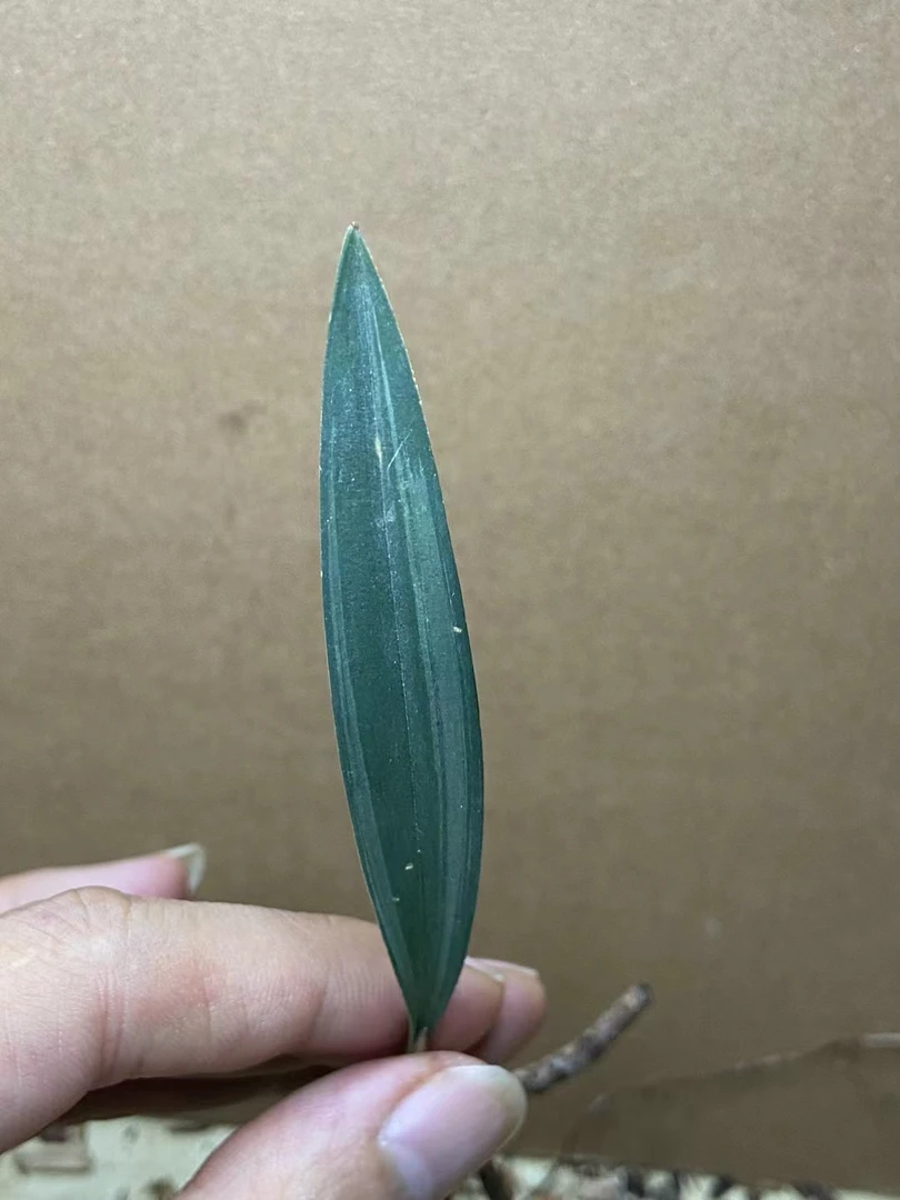 精品兔耳兰，以实物为准