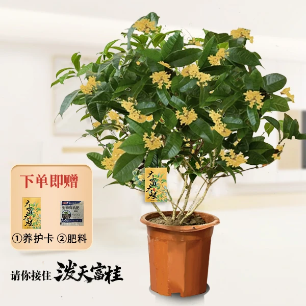 【冠状30~50】老桩桂花加大带花苞浓香型原土原盆基地直发