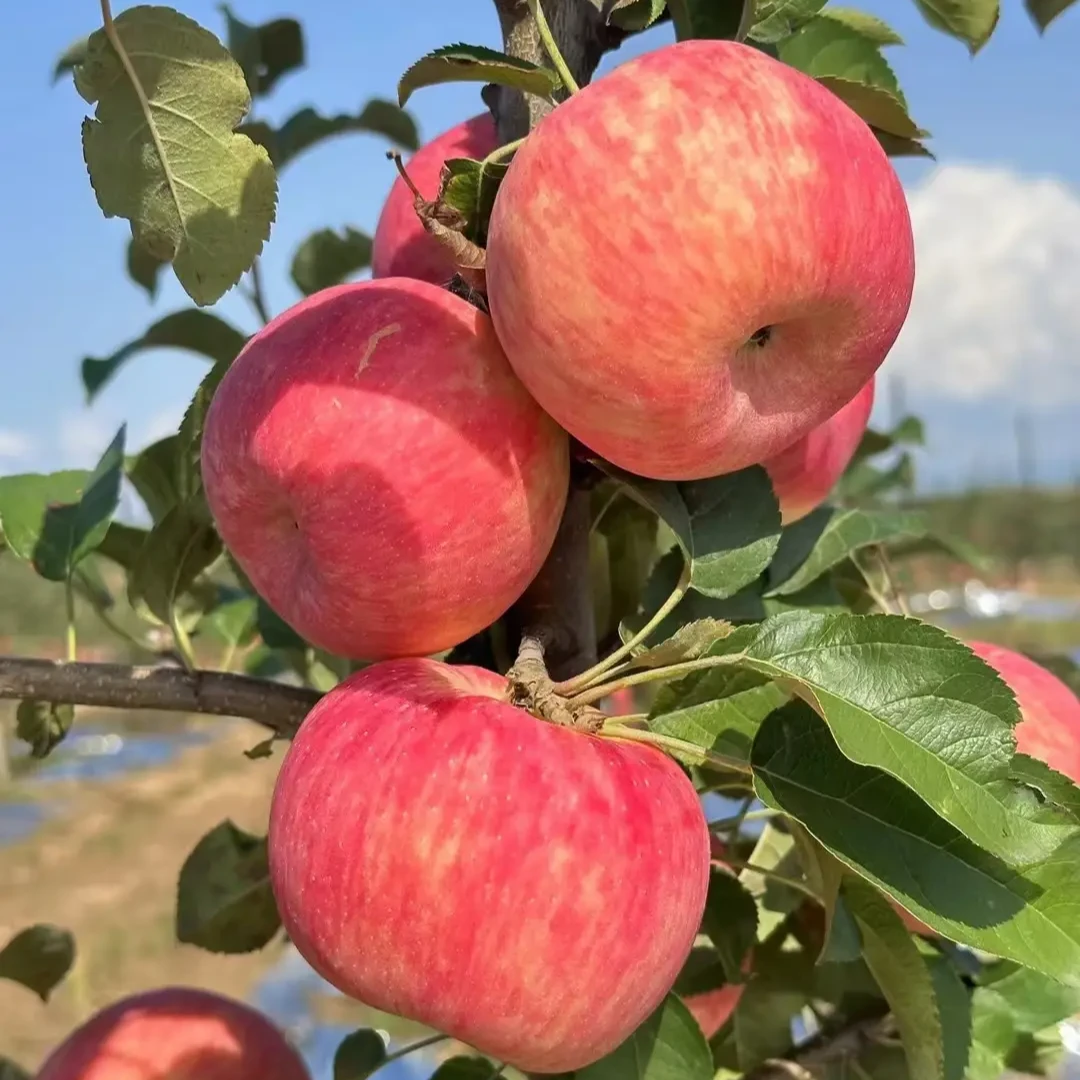 陕西米脂秦脆山地苹果新鲜脆甜多汁（原产地直发）