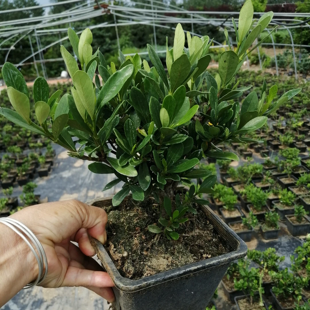 冠珠栀子花杜鹃花基地直发浓香花卉盆栽新品种海岛晚香玉河北省花