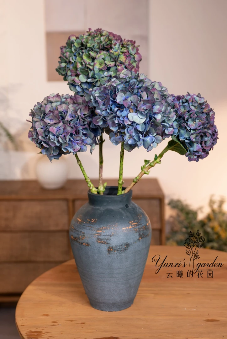 【鲜枝可干放】（蓝秋）AAA级魔幻系列原生绣球高杆绣球花